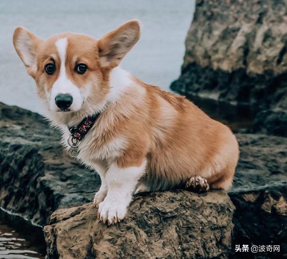 繁殖犬被割去声带,繁殖犬子宫脱落被丢弃