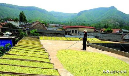 黑龙江农作物创业新思路,农村最赚钱的种植项目有哪些