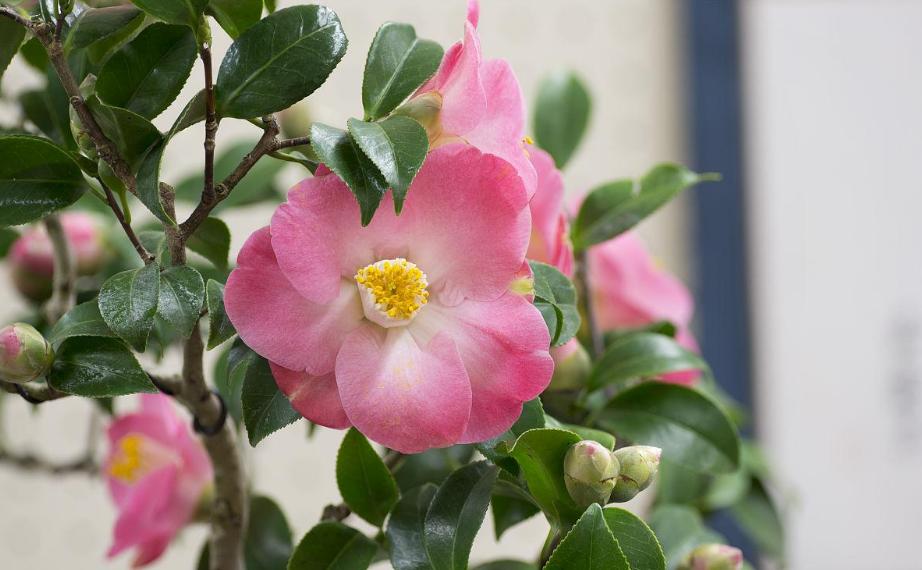过年好看的年宵花,传统年宵花有哪些