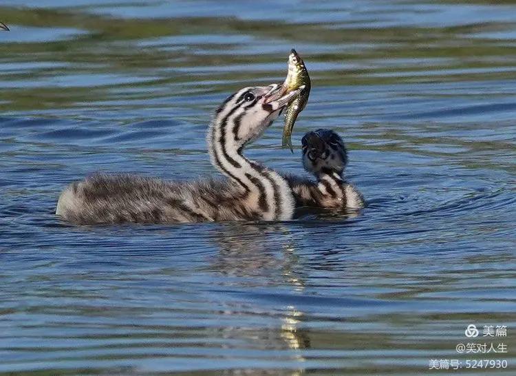 凤头鸊鷉粤语,斑头雁飞得最高的鸟