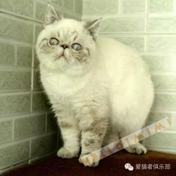 怎么区分加菲猫的品种,纯种加菲猫应该是什么颜色