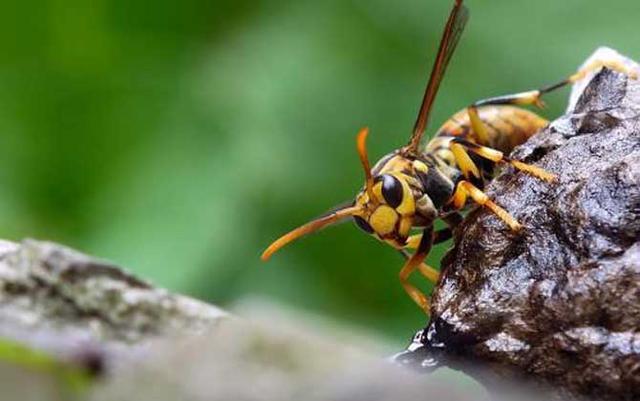 100个搞笑冷知识动物,奇葩动物冷知识你都知道哪几个