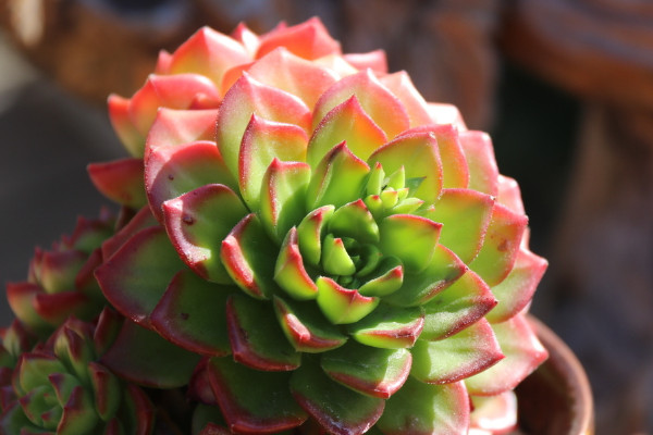 多肉变红色叶子是怎么回事,多肉叶子变红代表什么原因