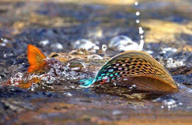 阿勒泰地区，追寻这种冷水溪流中的精灵“花翅子”现在已经禁钓