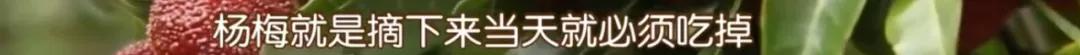 ​湘村发现|就在怀化，“江南第一梅”藏不住了！香甜多汁的秘密今天全告诉你...