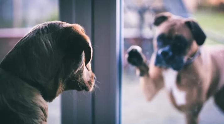 狗子在交配时为什么会被“锁”住，这到底是怎么回事？