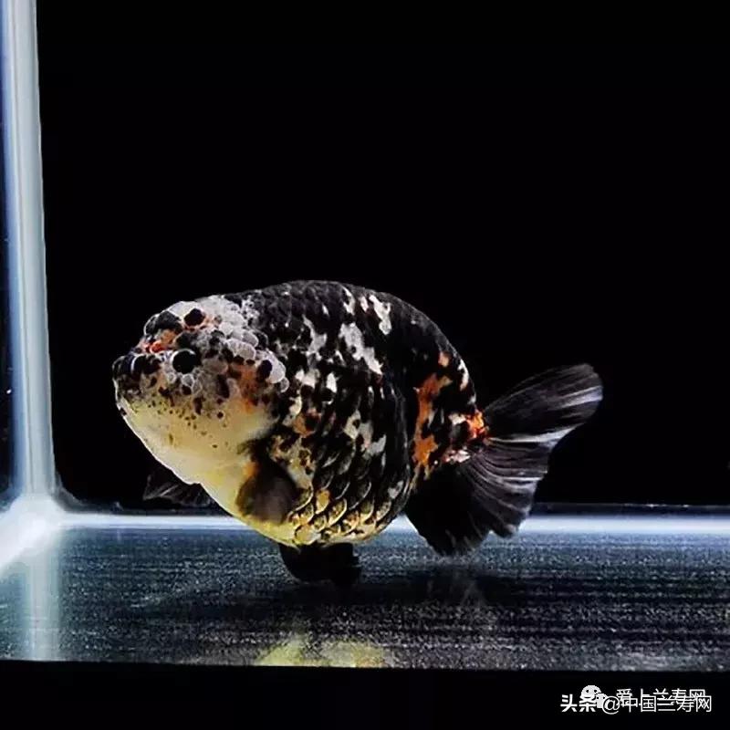 兰寿金鱼鲨鱼鳍品种图片大全,金鱼泰狮与兰寿是一个品种吗