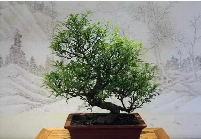 好养又散发氧气的盆栽,室内四季开花好养带香的盆栽