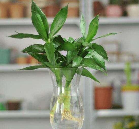 水培植物长青苔怎么处理,水培植物长青苔怎么用药物去除