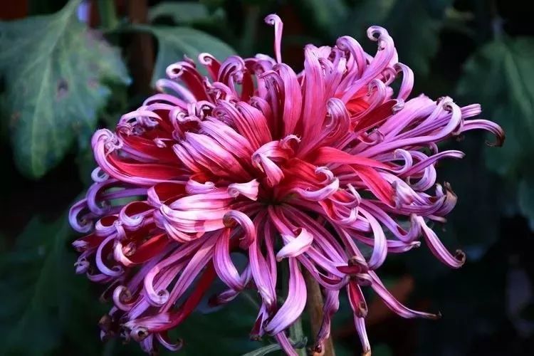 花中四君子菊花,花中四君子菊花的简介