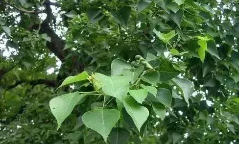 中草药防治鱼病效果好的有哪些,专治鱼病的中药配方