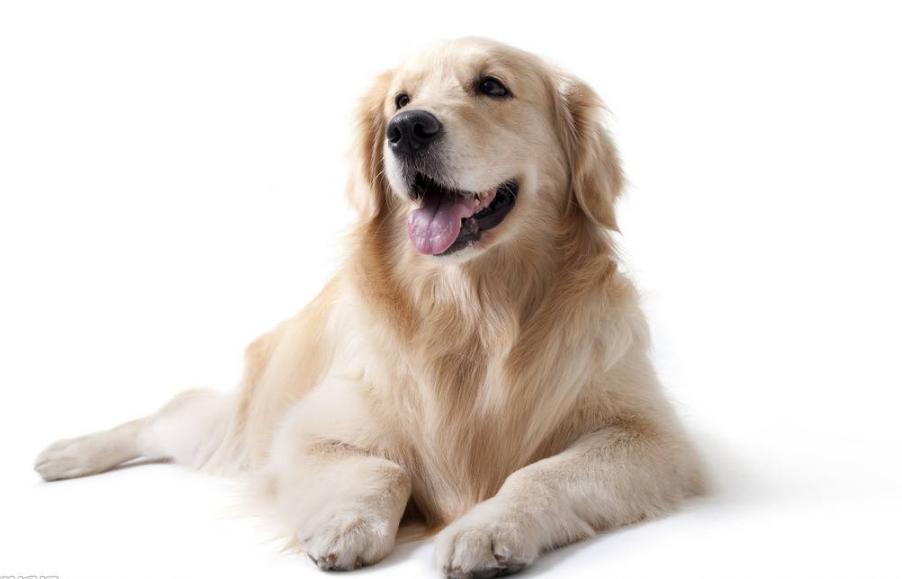 兽医偷偷告诉你，这7种食物的*伤杀**力非常大，可能会害死狗狗