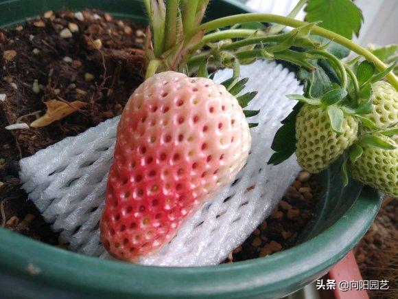 草莓在家里怎样才能种的又大又甜,原来草莓还可以这样种长见识