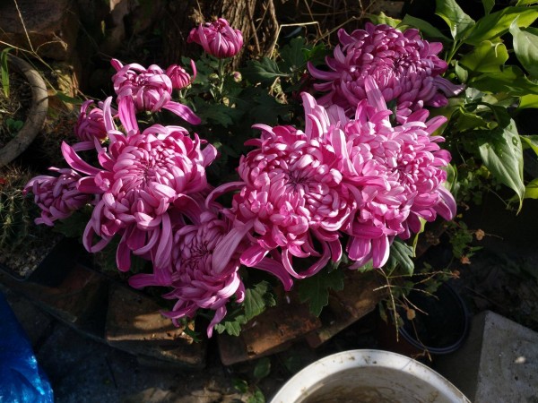 适合栽在庭院的多肉,庭院地栽多肉设计