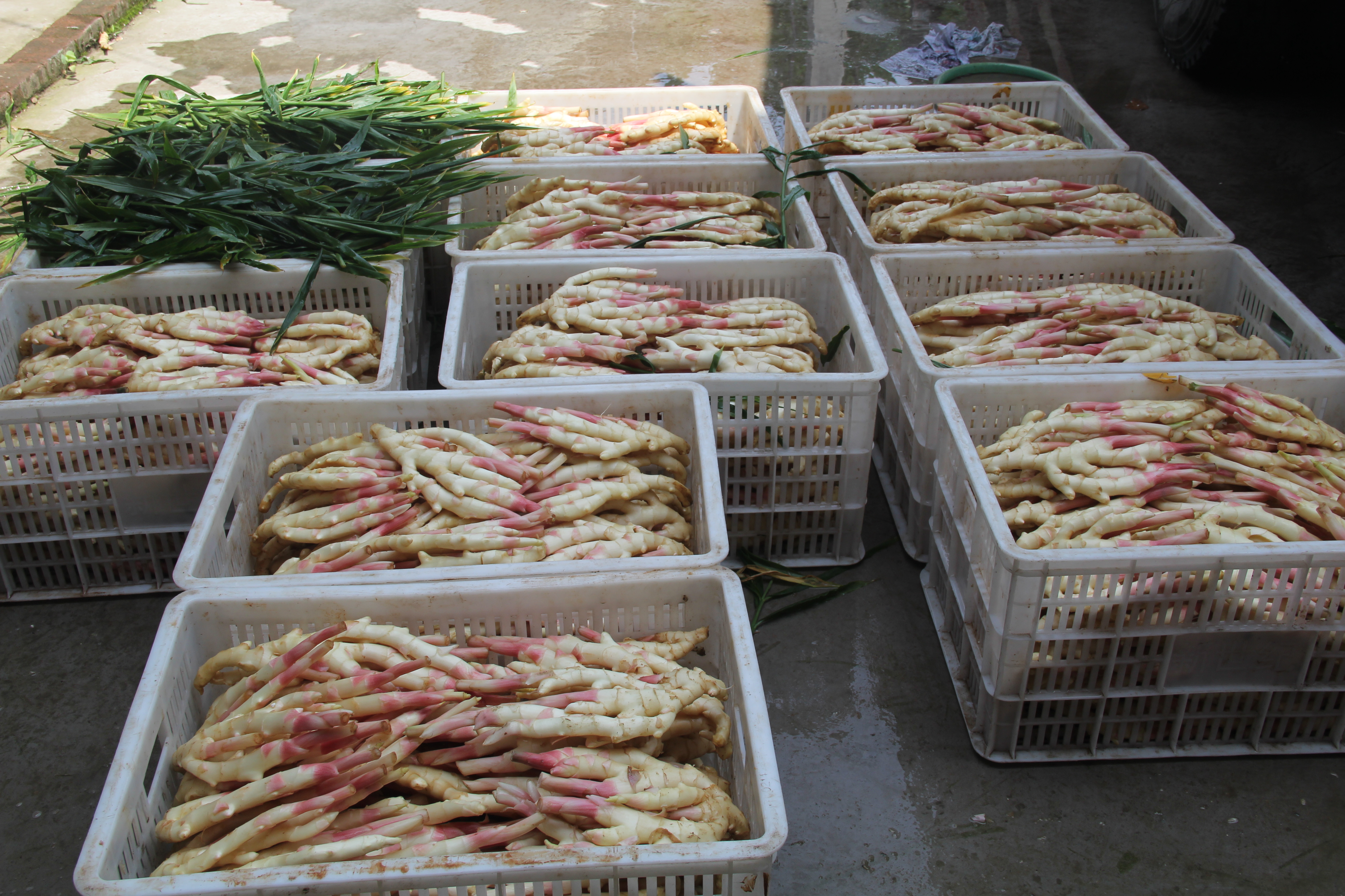 生姜温室大棚,大棚生姜育苗移栽的方法