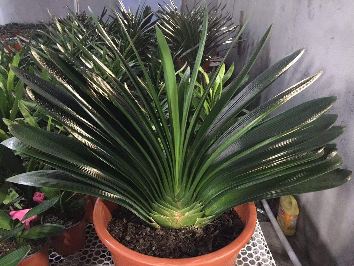 君子兰开花不出花苞是什么原因,君子兰出花苞怎样快速开花