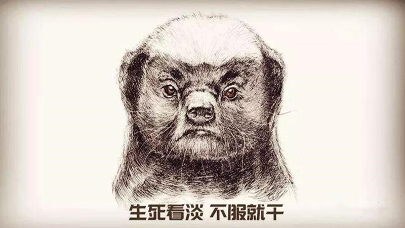 平头哥为什么能把毒蛇当辣条吃,平头哥把毒蛇当辣条啃