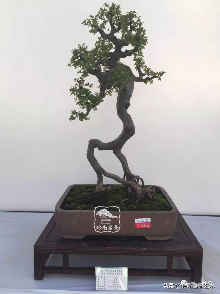 以根代杆下细上粗式盆景图片,十种适合吊着养的盆景