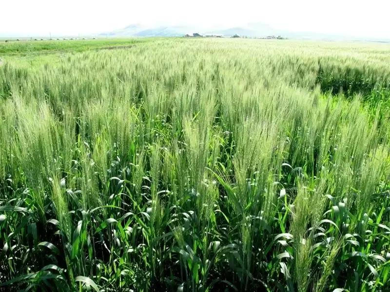 大麦青汁真的可以瘦身吗,大麦若叶青汁真的有减肥功效吗