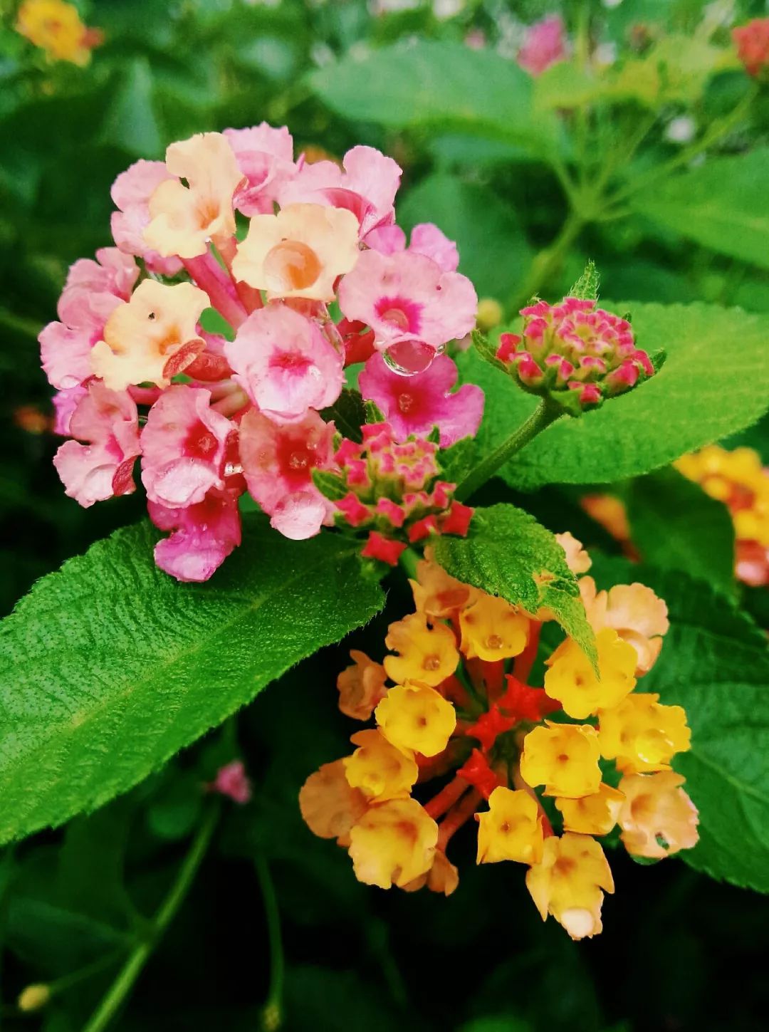 100种常见观叶植物图鉴史上最全,农村常见的100种植物