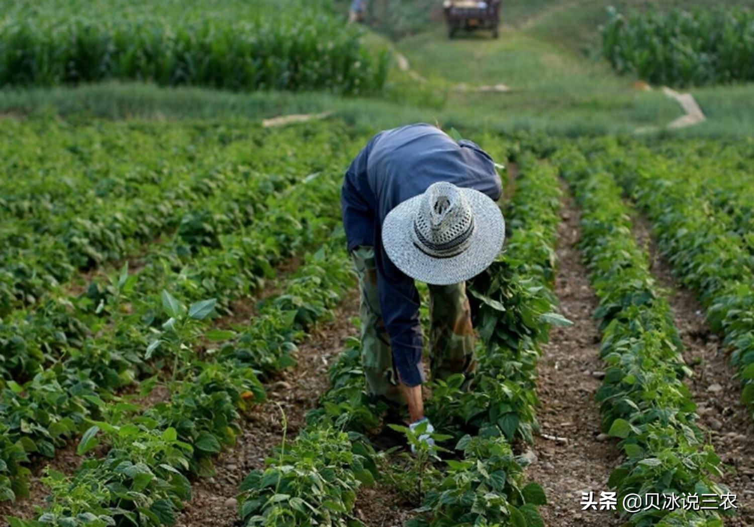 红小豆什么时候种生长期多少天,红小豆种植技术和方法