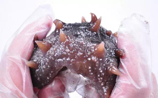 泡发海参为什么12小时换一次水,拉缸海参泡发正确流程的做法步骤