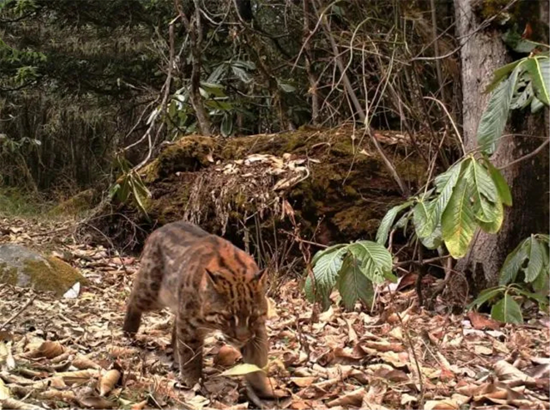 广西那标石山发现山彪，下山捕食村民养的鸡，还敢对小水牛下手