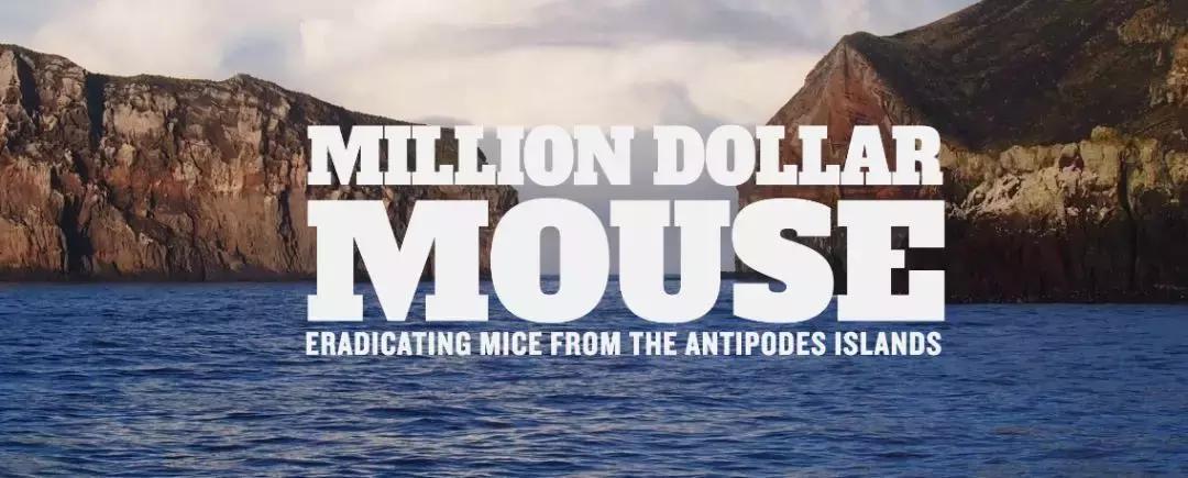 这个新西兰小岛，隐藏的惊世秘密