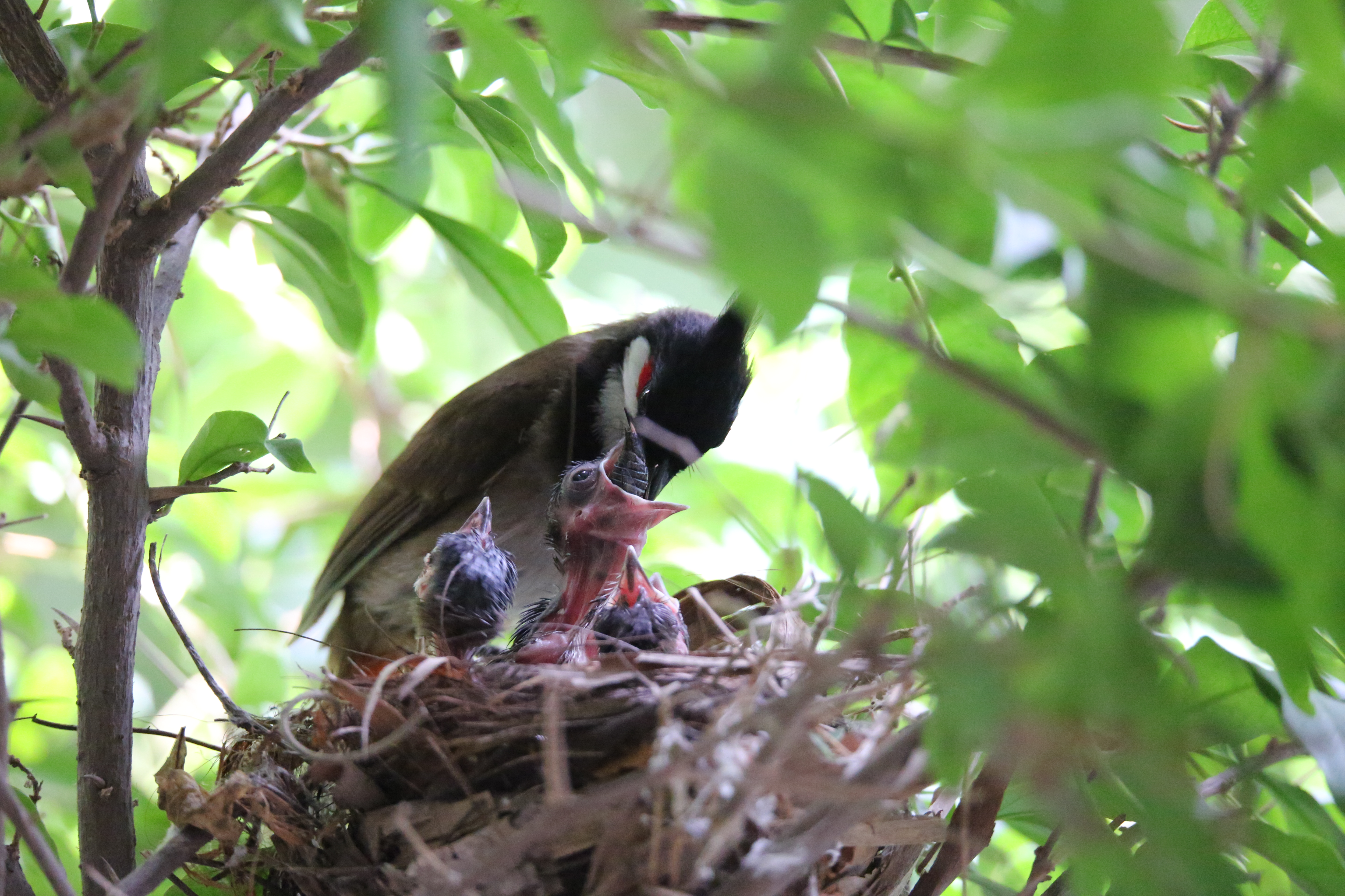 景美人善！我红耳鹎成都“安家”日常曝光