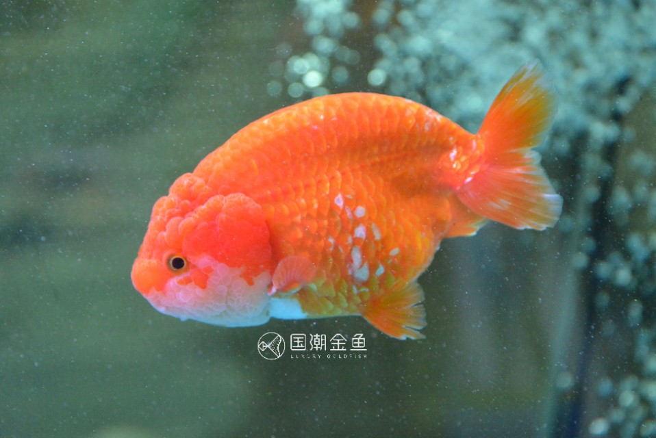 怎么养鱼缸里的鱼成活率才高,小鱼缸养什么鱼好养活新手