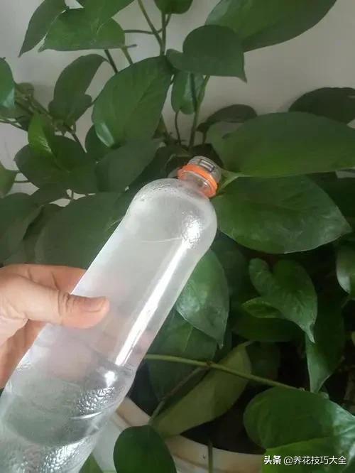 绿萝的叶片不够亮？浇水加点它，两周就能恢复