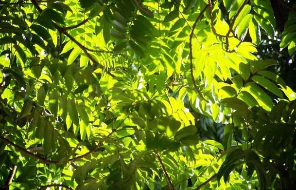 江西省南昌市首批22所足球特点示范幼儿园名单，足球从娃娃抓起