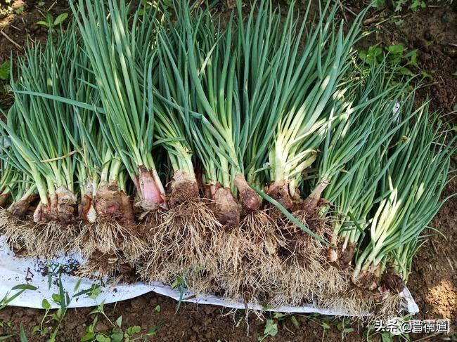 晋南印象土特产,万荣山葱豆腐炖粉条做法