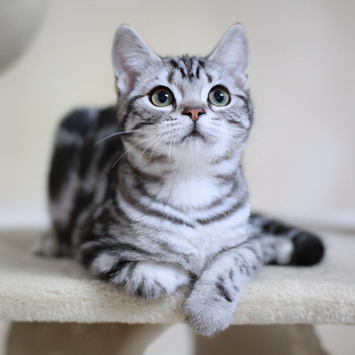 美短加白猫的优点和缺点,如果选一个宠物你会选什么