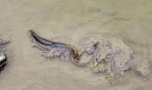 泥鳅养殖技术及前景,泥鳅的养殖方法及市场前景分析