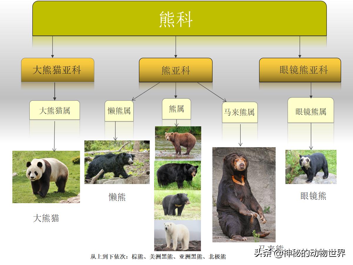 大熊猫吃竹子为什么是食肉动物,大熊猫为什么由肉食改为吃竹子