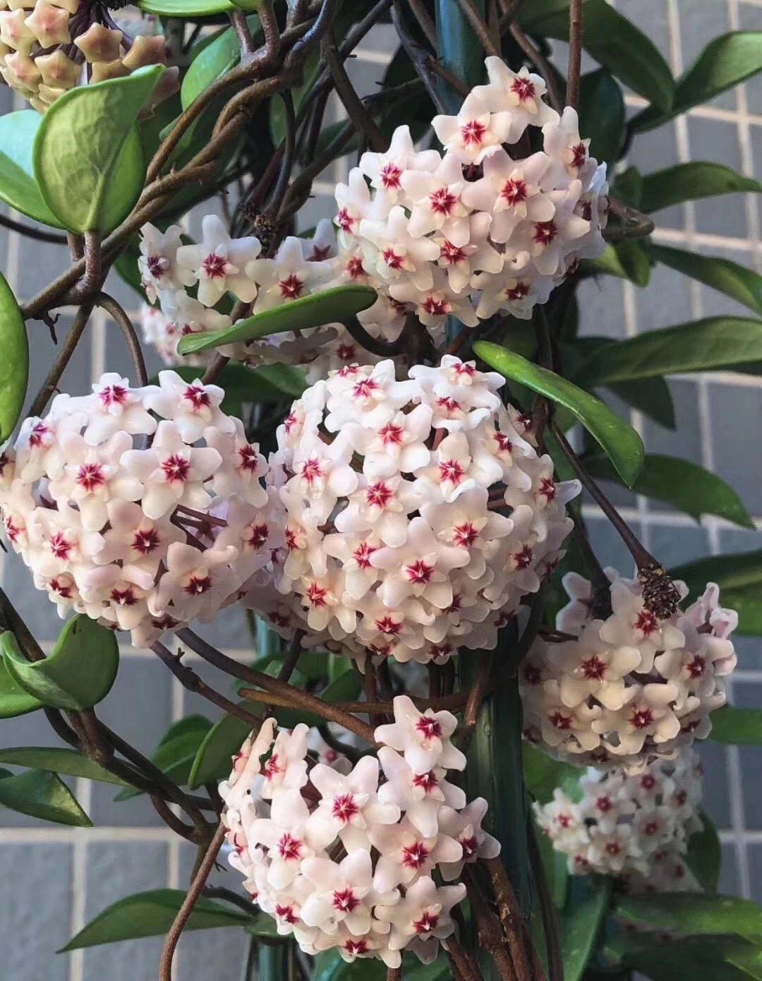 十大客厅耐阴绿植冬天不死的植物,适合室内的耐阴植物大全