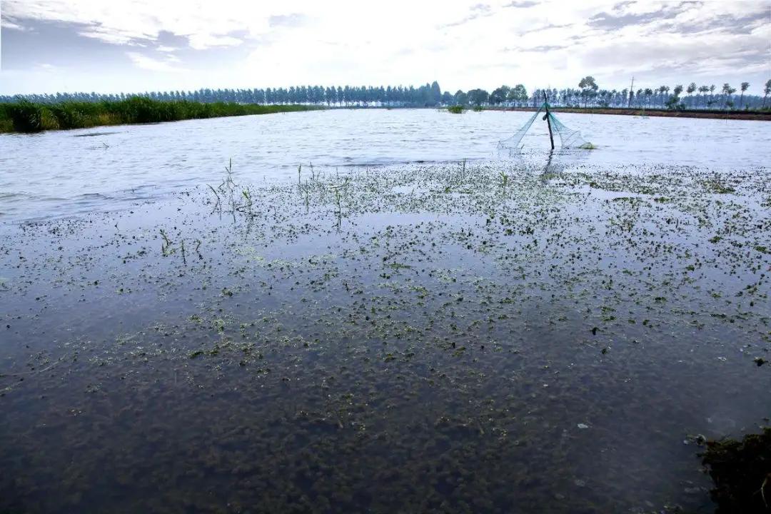 淡水鱼小龙虾养殖及疾病防治,预防小龙虾五月瘟疫用什么药