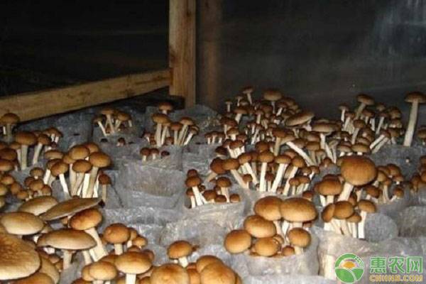 农民自产茶树菇价格,种植茶树菇价格