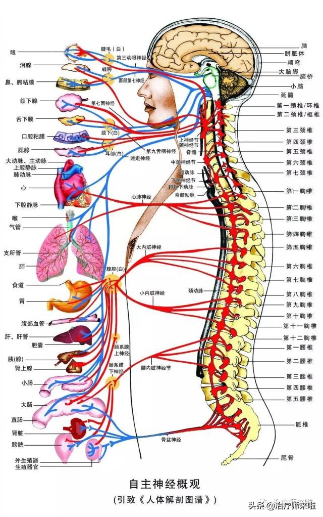 一天教会你美式整脊,美式整脊的两个派系