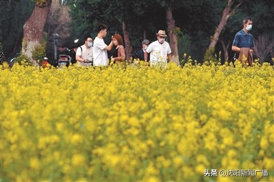 沈阳油菜花海旅游攻略,油菜花樱花打卡地