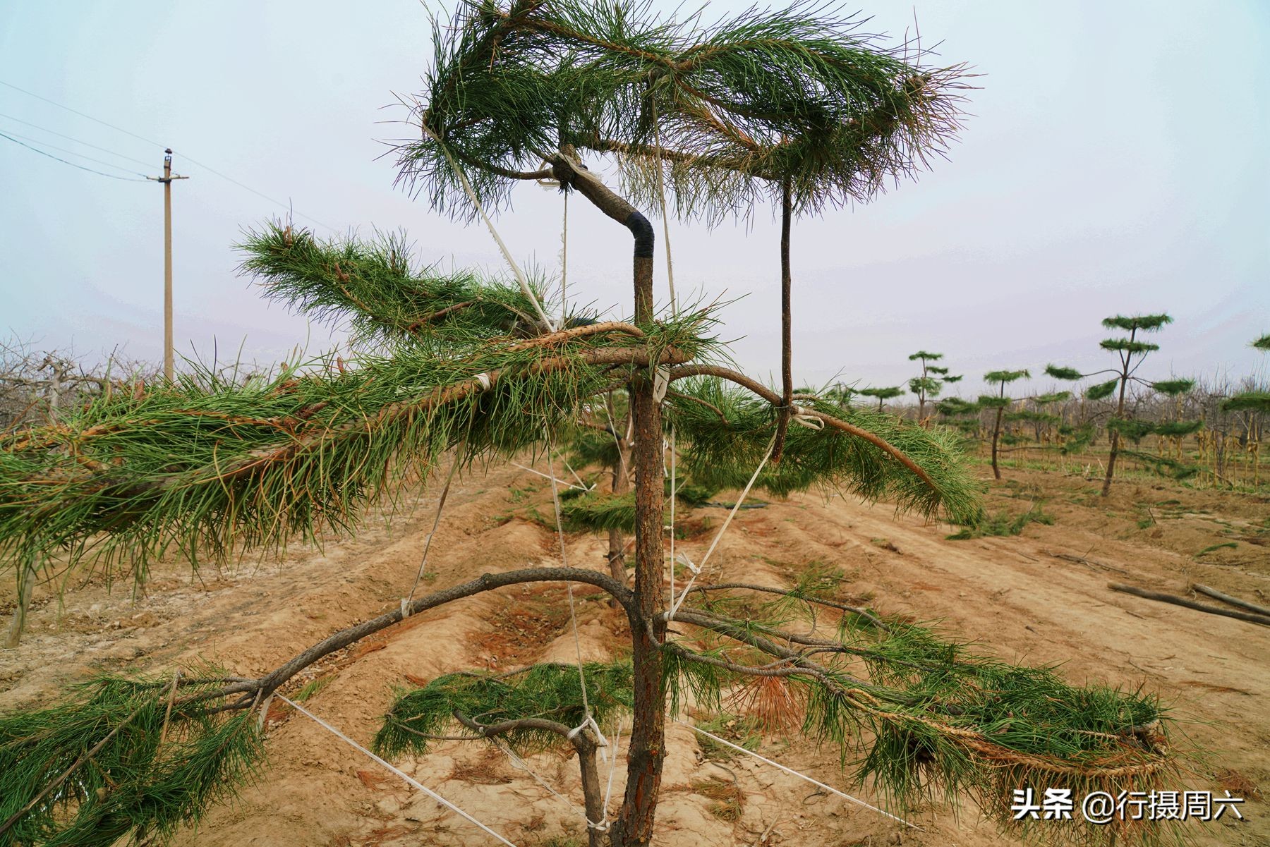 农村小伙创业项目大全视频,山西农村创业项目种植