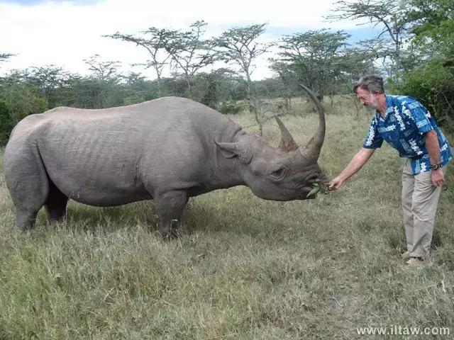 犀牛奇蹄目犀科动物,犀牛体格威猛是一种珍贵动物