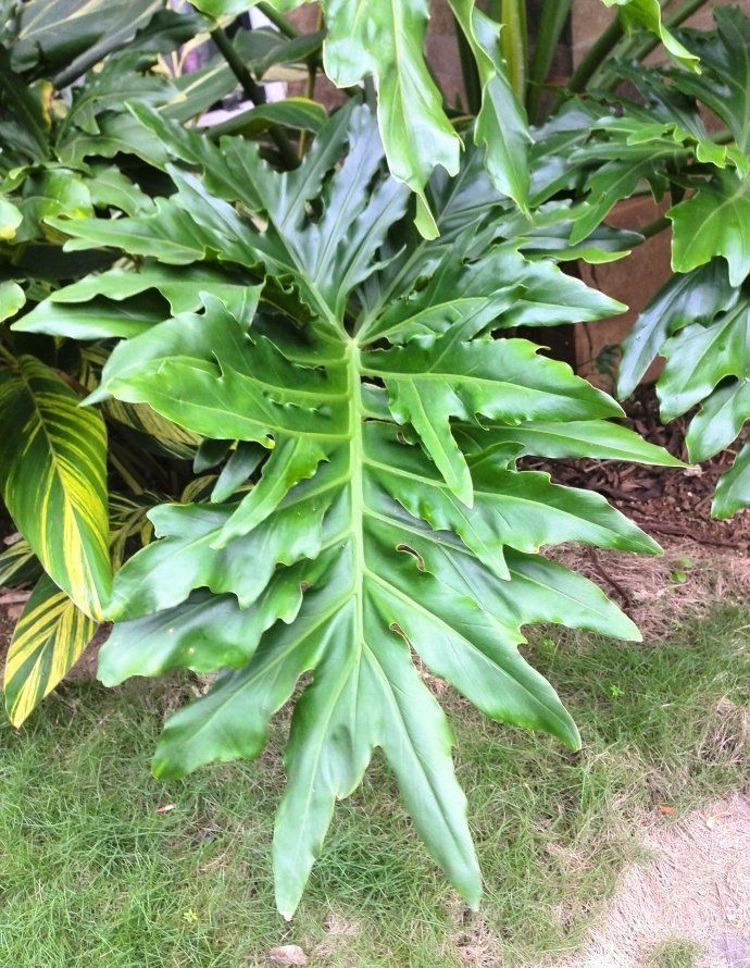 100种常见观叶植物图鉴史上最全,农村常见的100种植物