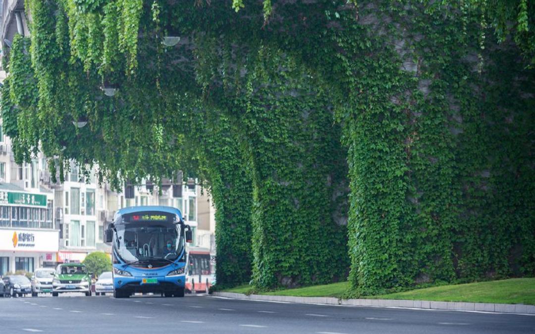 高架桥上为什么只种爬山虎,为啥高架桥要种满爬山虎