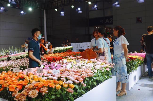 让人惊艳的花展,花展上看到的美到窒息