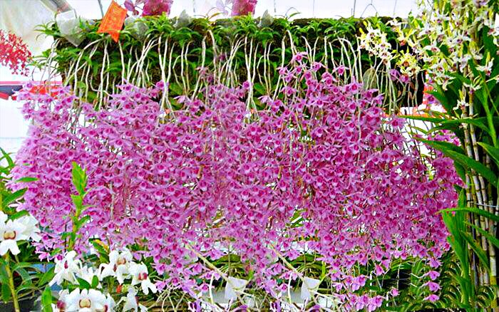 大自然石斛花,哪种石斛花好看又好吃