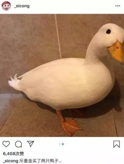 养鸡养兔有前景吗,养鸡养鸭有什么前景