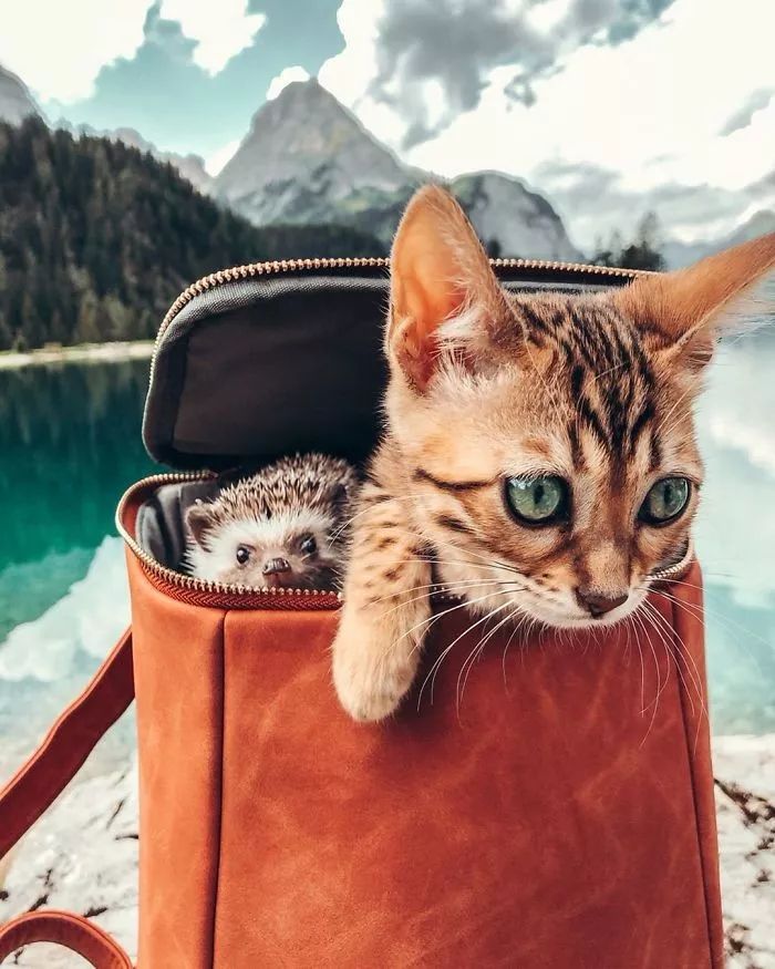 Ins上最火的网红小刺猬，拍写真，出自传，住别墅