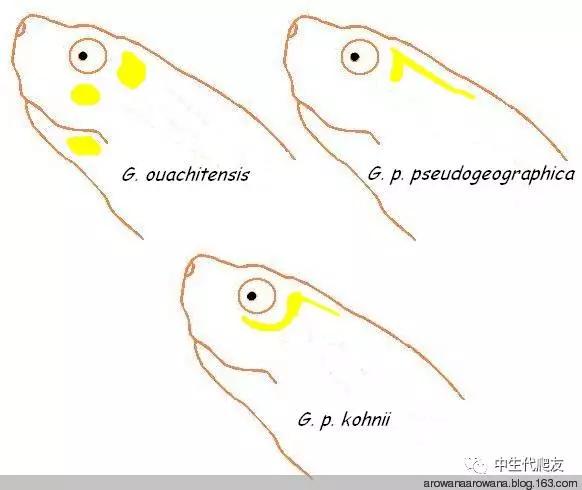 地图龟成体样子,地图龟种类及图解